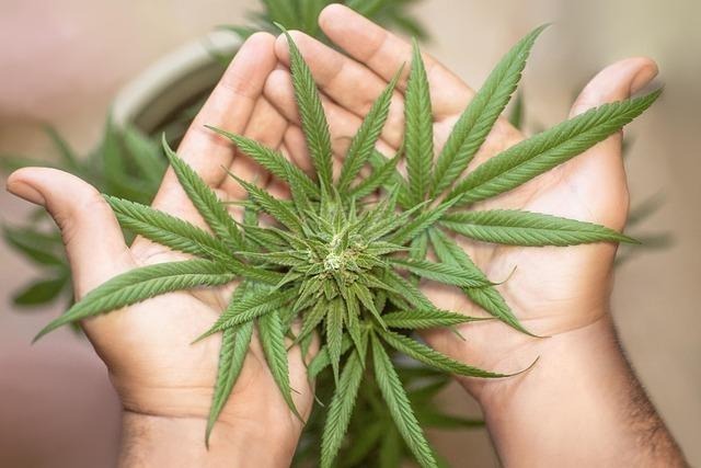 C:\Users\DELL\Downloads\erin_hinterland-marijuana-leaf-5315561_640.jpg